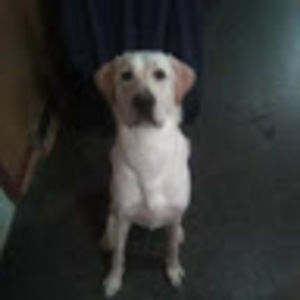 Meet your Posher, Frank